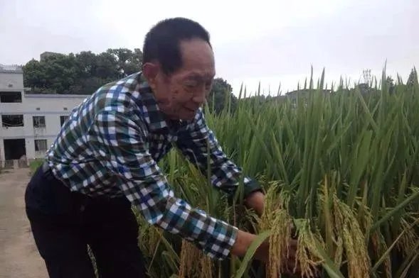 为什么袁隆平的生日蛋糕是水稻？