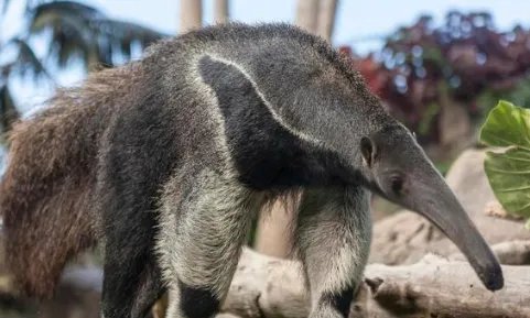 食蚁兽能接受蚂蚁之外的食物吗?蚂蚁那么小是如何支撑食蚁兽庞大身躯的?