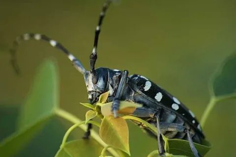 天牛的特点