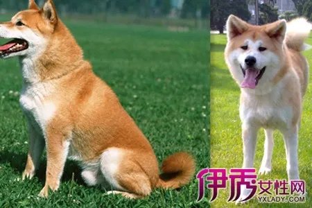秋田犬智商怎样