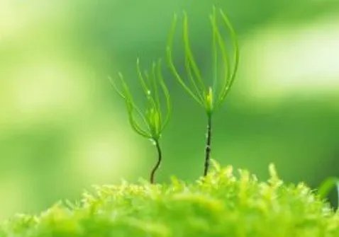 照样子写词语:清波漾漾