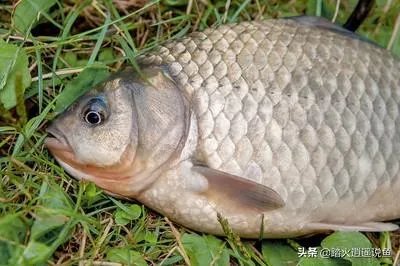 鱼塘随便放三四条小鲫鱼能繁殖越来越多吗？