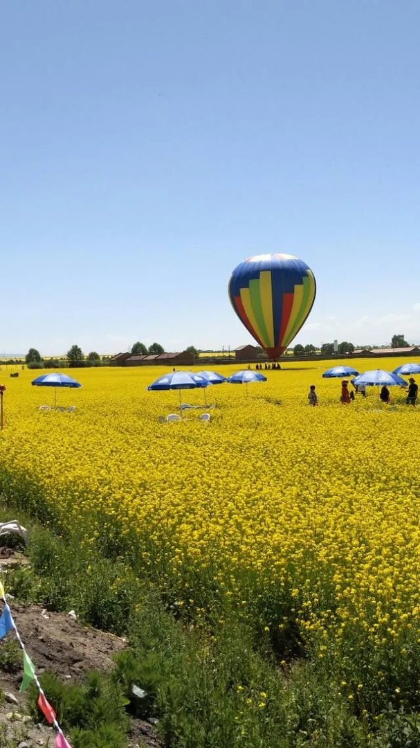 青海门源你去过吗？