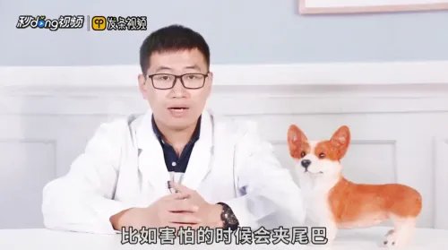 微笑狗为什么吓人