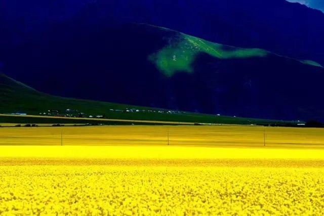 青海门源你去过吗？