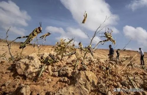 联合国官员说,正在侵袭非洲的蝗虫,会进入了印度,巴基斯坦,你怎么看这些自然现象?