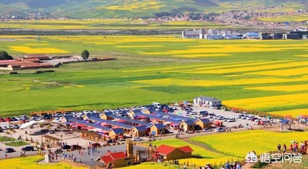 青海门源你去过吗？