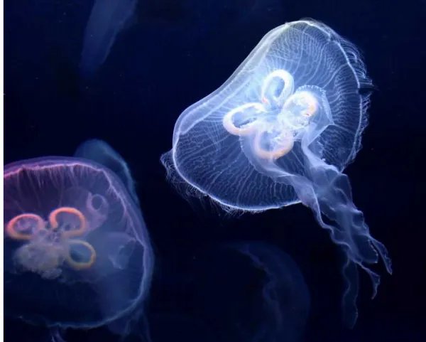 什么叫桃花水母？