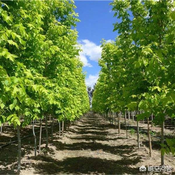 怎样区别白蜡和复叶槭？