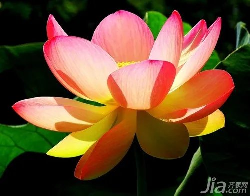 荷花的象征是什么 荷花的象征意义