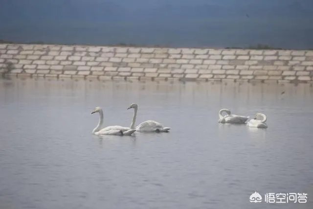 你印象中的大西北还是那个骑骆驼上学的景象吗,现在是什么样子的?