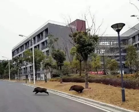 如何看待“野猪闯进南京大学校园,保卫处介入处理”?