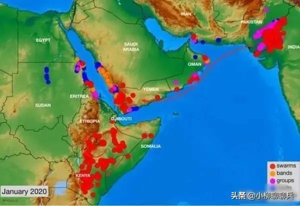 联合国官员说,正在侵袭非洲的蝗虫,会进入了印度,巴基斯坦,你怎么看这些自然现象?