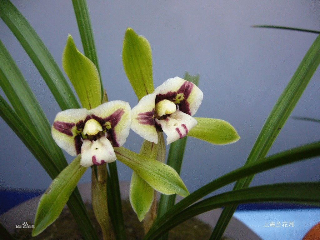 双蕊兰属的介绍