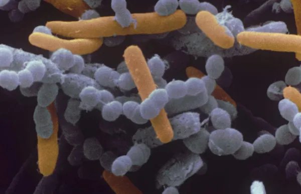 什么是有机化合物？