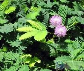 含羞草该怎么养