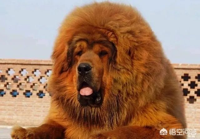 女子投诉滴滴拼车遇两大狗一路狂吠，如女子被咬伤谁应该负责？