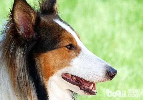 关于苏格兰牧羊犬的价格