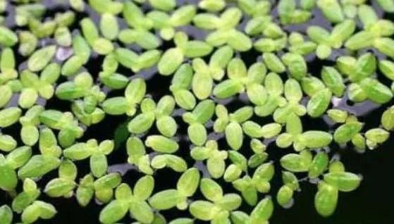 世界上最小的花,无根萍开出的花仅针眼大