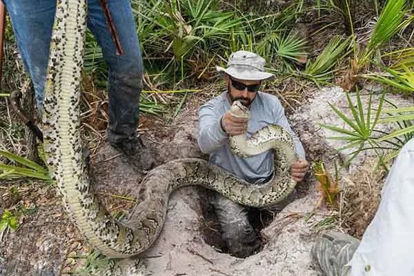 世界上最大的十种蛇，地毯蟒上榜，第一重量达250公斤