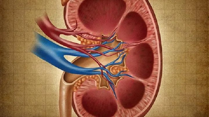 肾结核有什么症状表现