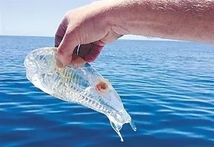 透明的果冻鱼是什么东西？