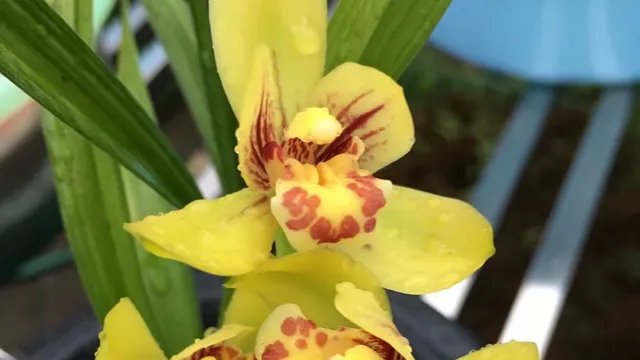 兰花原产地是哪个国家