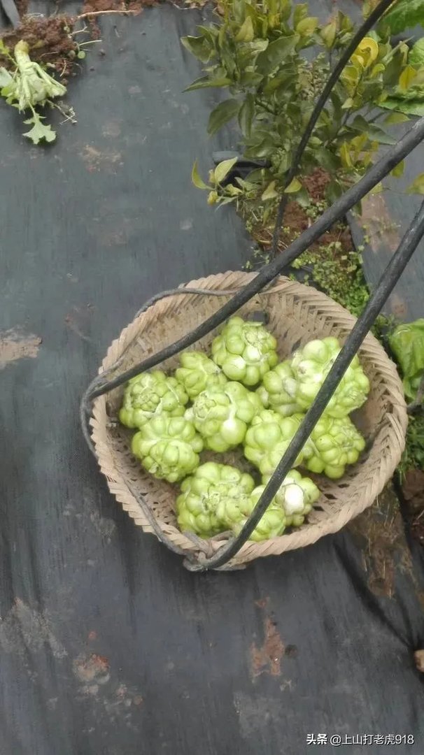 涪陵榨菜什么牌子的好？