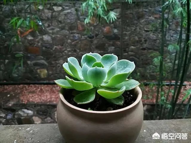 不同的多肉植物，在度夏时，有什么区别吗？