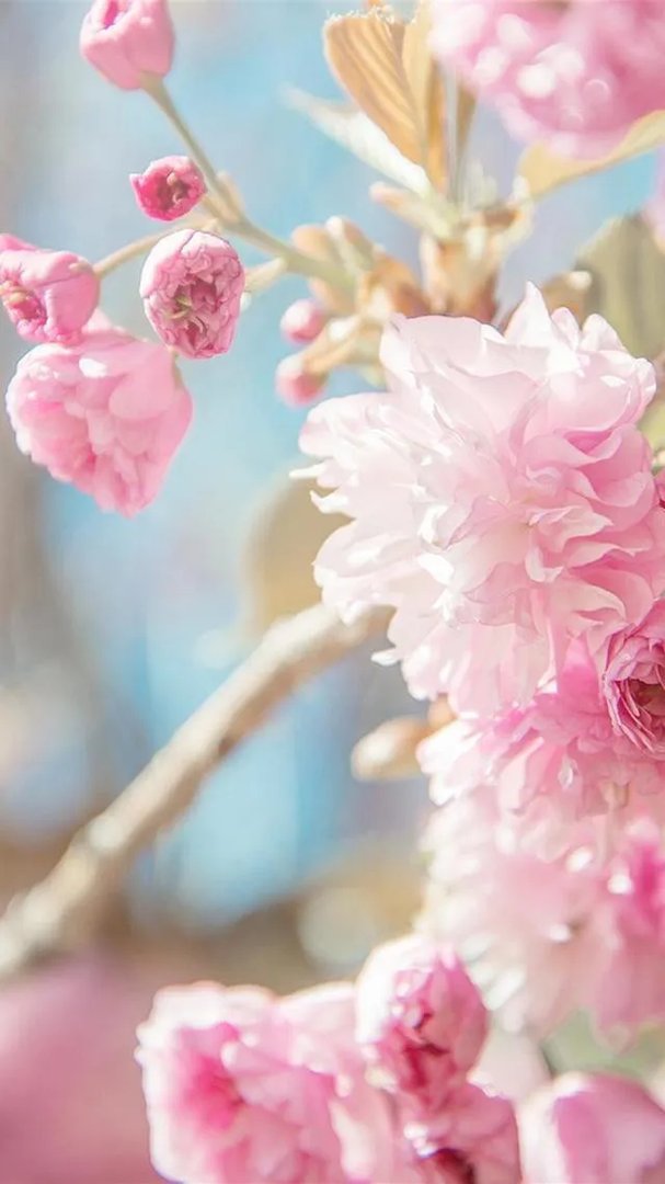 有没有粉色可爱壁纸？