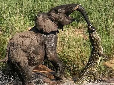 豹子为什么敢吃鳄鱼