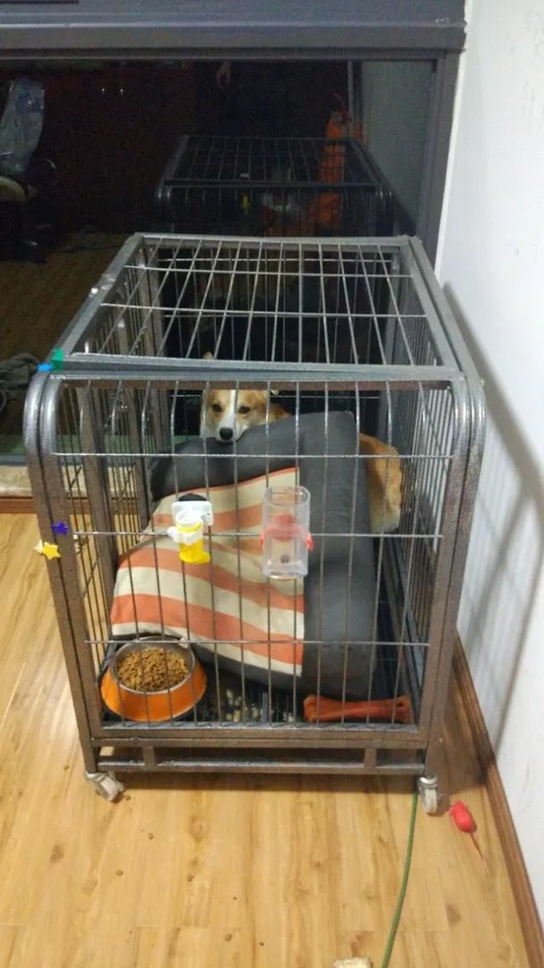 柯基5个月一天能跑多少公里