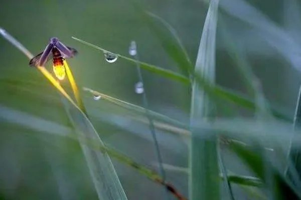 萤火虫在发光的同时也在发热吗？