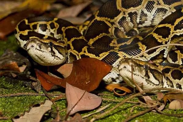 世界上最大的十种蛇，地毯蟒上榜，第一重量达250公斤