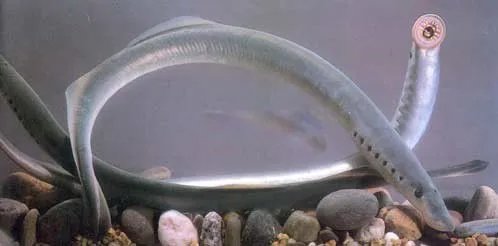 八目鳗鱼简介图片 八目鳗鱼能吃吗怎么吃