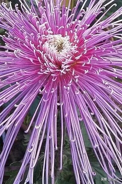 上联:一地方,一江河,看龙腾,听狮吼,希联友赐下联?