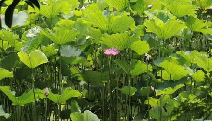 2023安徽中小学暑假放假时间 安徽省2023中小学的暑假放假时间