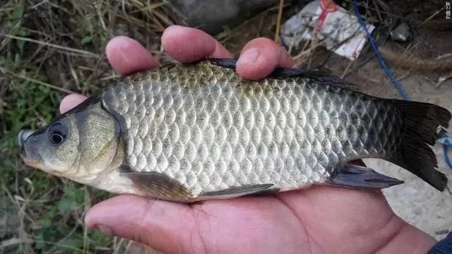 鱼塘随便放三四条小鲫鱼能繁殖越来越多吗？