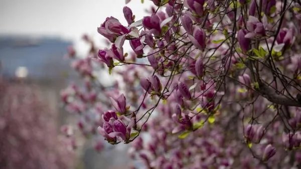 紫色的紫有几种颜色