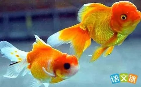 美丽的小金鱼