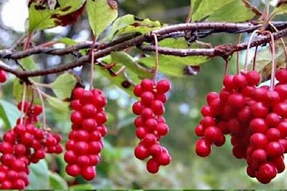 五味子是什么样的图片