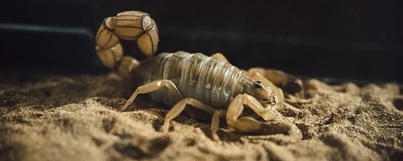 蝎子养殖方法 蝎子养殖方法有哪些