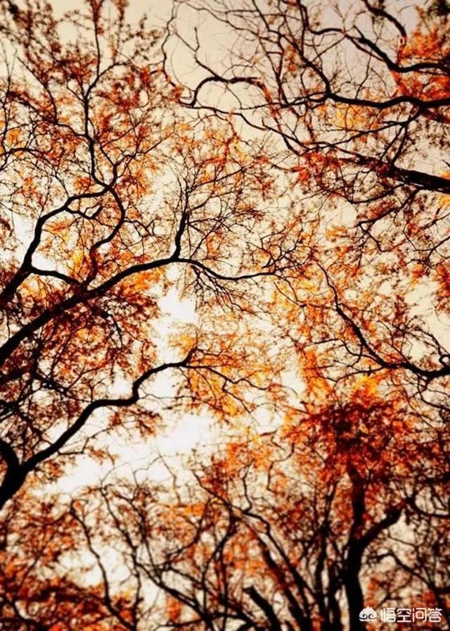 立秋写一首小诗