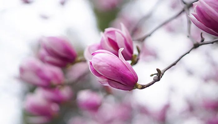 什么花有毒 哪些花有毒