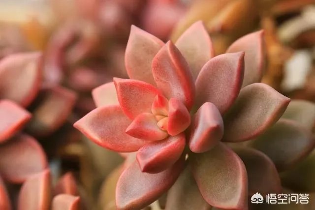 不同的多肉植物，在度夏时，有什么区别吗？