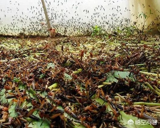 你认为农村养殖蝗虫前景怎么样?