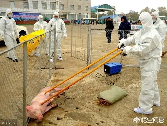 郑州又现非洲猪瘟,对此你怎么看?