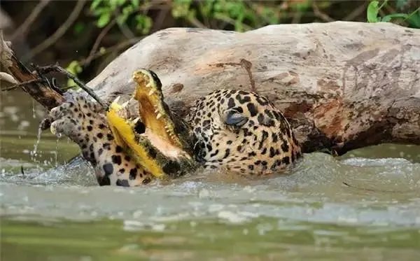 豹子为什么敢吃鳄鱼