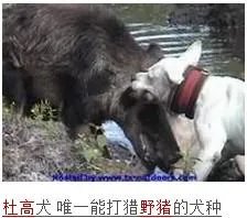阿根廷杜高和藏獒哪个厉害