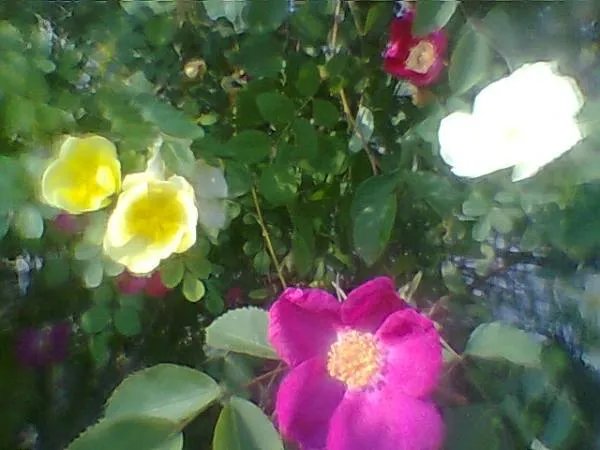 荆棘花的剧集评价